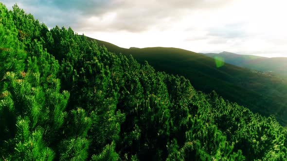 Green Trees on a Mountain Slope alt