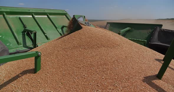 Harvesting Grain Crops With A Machine That Cuts Them And Immediately Threshes