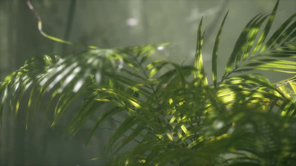 Bright Light Shining Through the Humid Misty Fog and Jungle Leaves alt