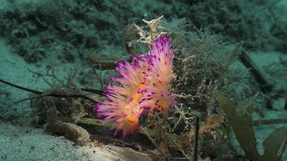 A artistic unique underwater video of a vibrant sea creature lit by the light of a scuba divers snoo alt