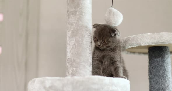 Cute playful british gray kitten playing on Furniture Scratching Deterrent Tree