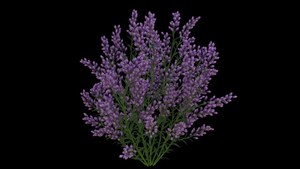 Growing Levander Flowers alt