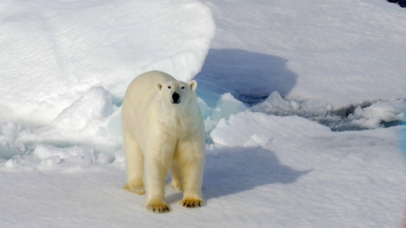 Polar Bear walking on Broken sea Ice and Looking at the camera alt