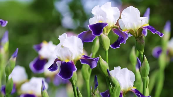 A Bunch of Beautiful Violet Iris Flowers are Swaying in the Wind