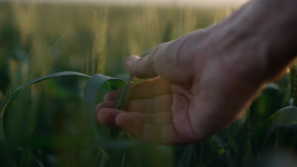 Closeup Hand Holding Wheat Spikelet on Sunrise Closeup Checking Crop Quality alt