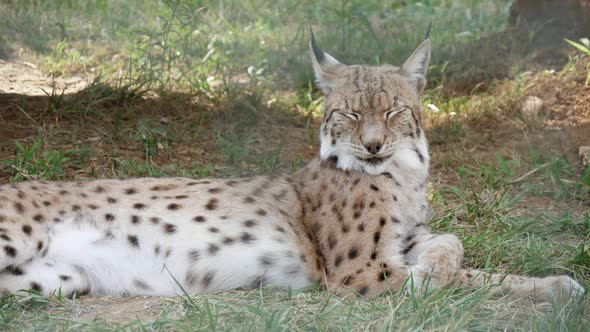 Cheery Spotted Lynx Lying and Shaking Its Head with a Smiling Face in a Zoo  