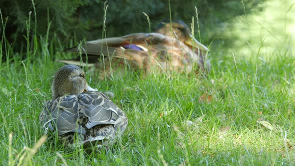 Ducks lying on green grass 