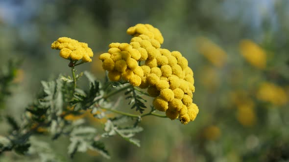 Perennial Tansy flower Tanacetum vulgare 4K video alt