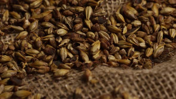 Rotating shot of barley and other beer brewing ingredients alt