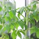 Tomato plant on the balcony - VideoHive Item for Sale