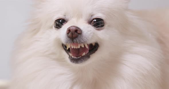Pomeranian dog barking alt