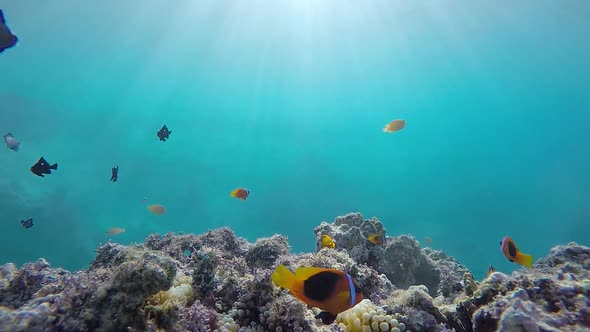 A underwater video of Anemone fish swimming about in tropical water with sunbeams flickering through alt