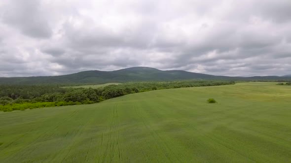 Green field and forest mountain