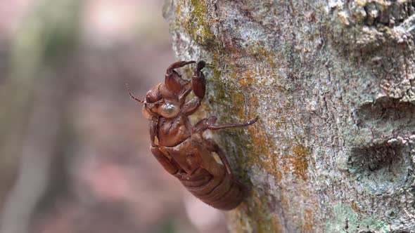 Dolly Shot of a Cicada Shell alt