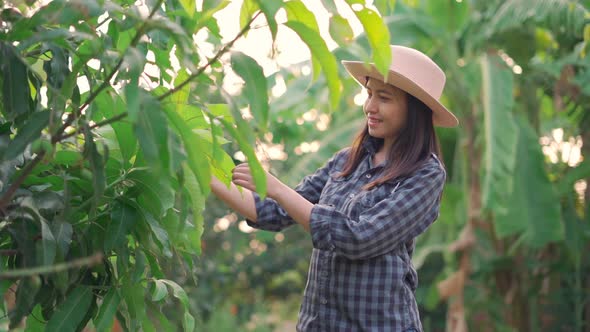 Young woman farmer looking for check and monitoring the  planted in orchard.