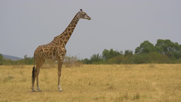 Masai giraffe standing in savannah alt