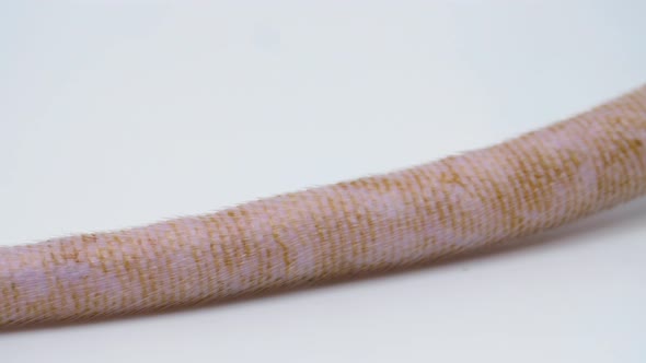 Extreme macro close-up pan across a rat's tail alt