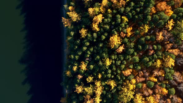 Top Shot on the Autumn Forest on the River Bank alt
