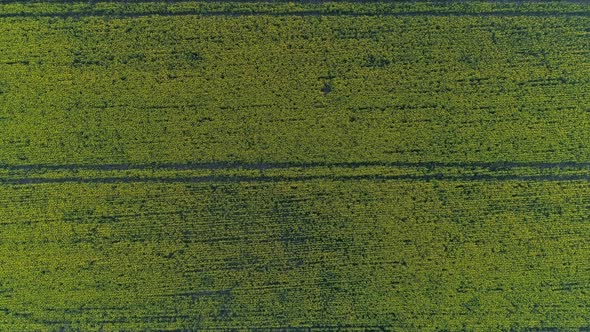 Aerial Top Down View of Rapeseed Field