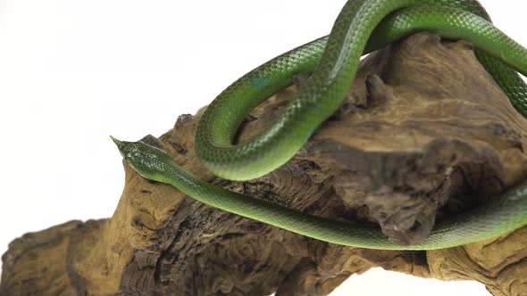 Rhinoceros Ratsnake or Rhynchophis Boulengeri. Also Known As Rhinoceros Snake, Rhino Rat Snake alt