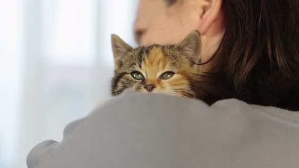 Closeup Tabby Gray Ginger Kitten Face Portrait with Big Blue Eyes on Shoulder alt