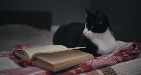 Flipping Book Pages For a Cat