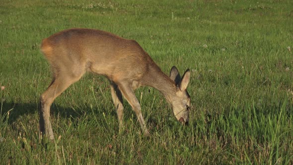 Roe deer, Capreolus capreolus, chewing green leaves