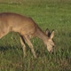 Roe deer, Capreolus capreolus, chewing green leaves - VideoHive Item for Sale