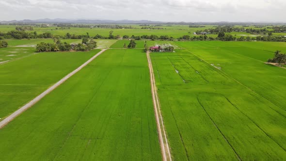 Aerial View of Paddy Field in Northern Malaysia with Beautiful clear Sky