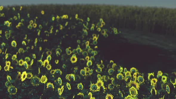 Field of Blooming Sunflowers on a Background Sunset alt