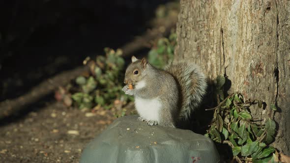 Squirrel eating an almond alt