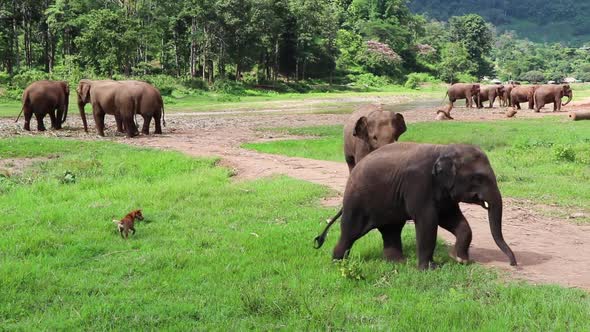 Baby elephants walking around as their family stands in the background. alt