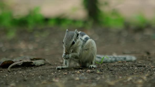 a small palm squirrel at Qutub Minar in New Delhi, India at sunset golden hour. alt