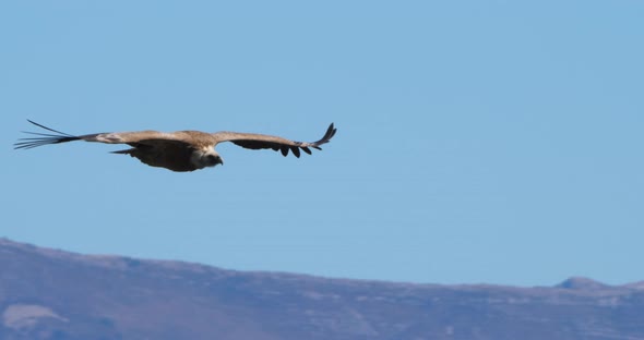 Griffon vulture flying over the Verdon Gorge, Alpes de Haute Provence, France alt