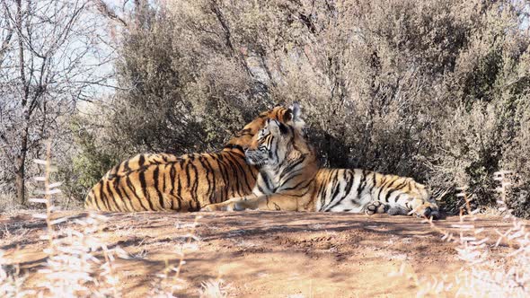 Two Bengal Tigers lay in hot evening sunshine near thorny trees alt