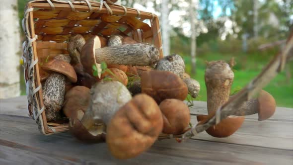 Birch Basket Full of Freshly Picked Mushrooms Is Falling on a Surface of Table alt