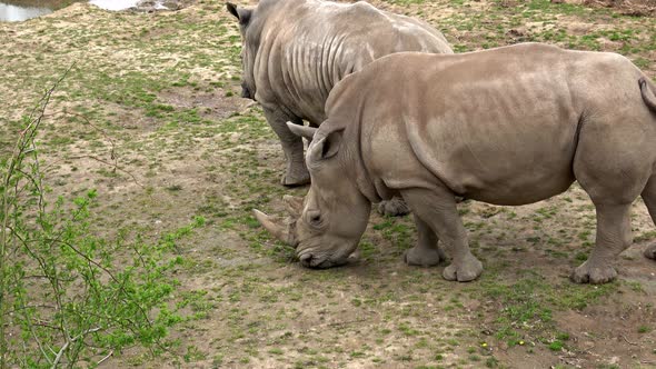 Southern white rhinoceros (Ceratotherium simum simum). Critically endangered animal species.