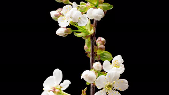 Time Lapse of Blooming Cherry Flowers