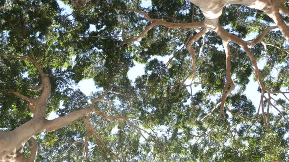Canopy of Big Huge Tree in Jungle Forest or Rainforest