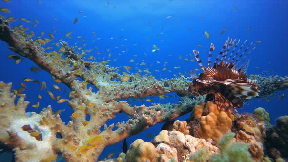 Tropical Coral Reef Seascape Lion-Fish alt