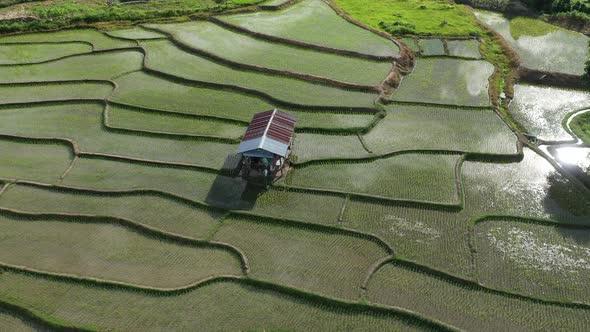 Aerial drone view of agriculture in rice on a beautiful field filled with water alt