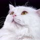 Cute Highland Straight Fluffy Cat Closely Follows an Object and Turns Head on Black Background - VideoHive Item for Sale