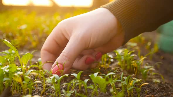 Watering the Greenery in the Greenhouse alt