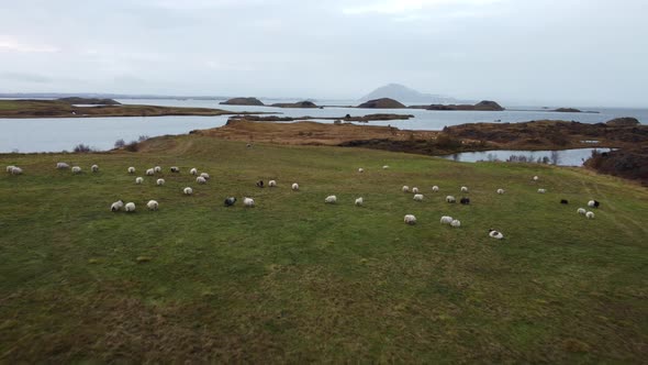 Sheeps Feeding Near Lake Myvatn in Iceland