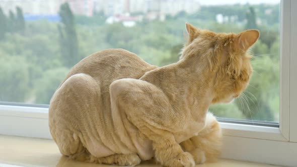 Trimmed Cat with Ginger Fur is Sitting on Windowsill After Grooming and Trimming During Summer alt