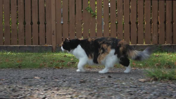 a Fluffy Whiteredblack Cat Walks Along a Dirt Road Along a Burgundy Fence
