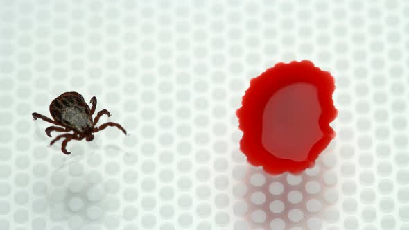 Experiment, Whether the Mite Will Drink Blood Without Sucking To the Owner alt
