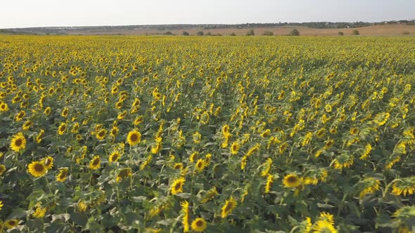 Aerial Drone View of a Sunflower Field on Sunset