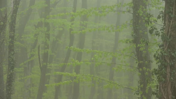Strong Fog in the Beech Forest.