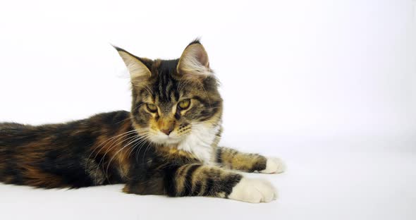 Brown Tortie Blotched Tabby and White Maine Coon Domestic Cat, Female laying , Normandy in France, alt